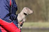 ADULTE ET CHIEN 038